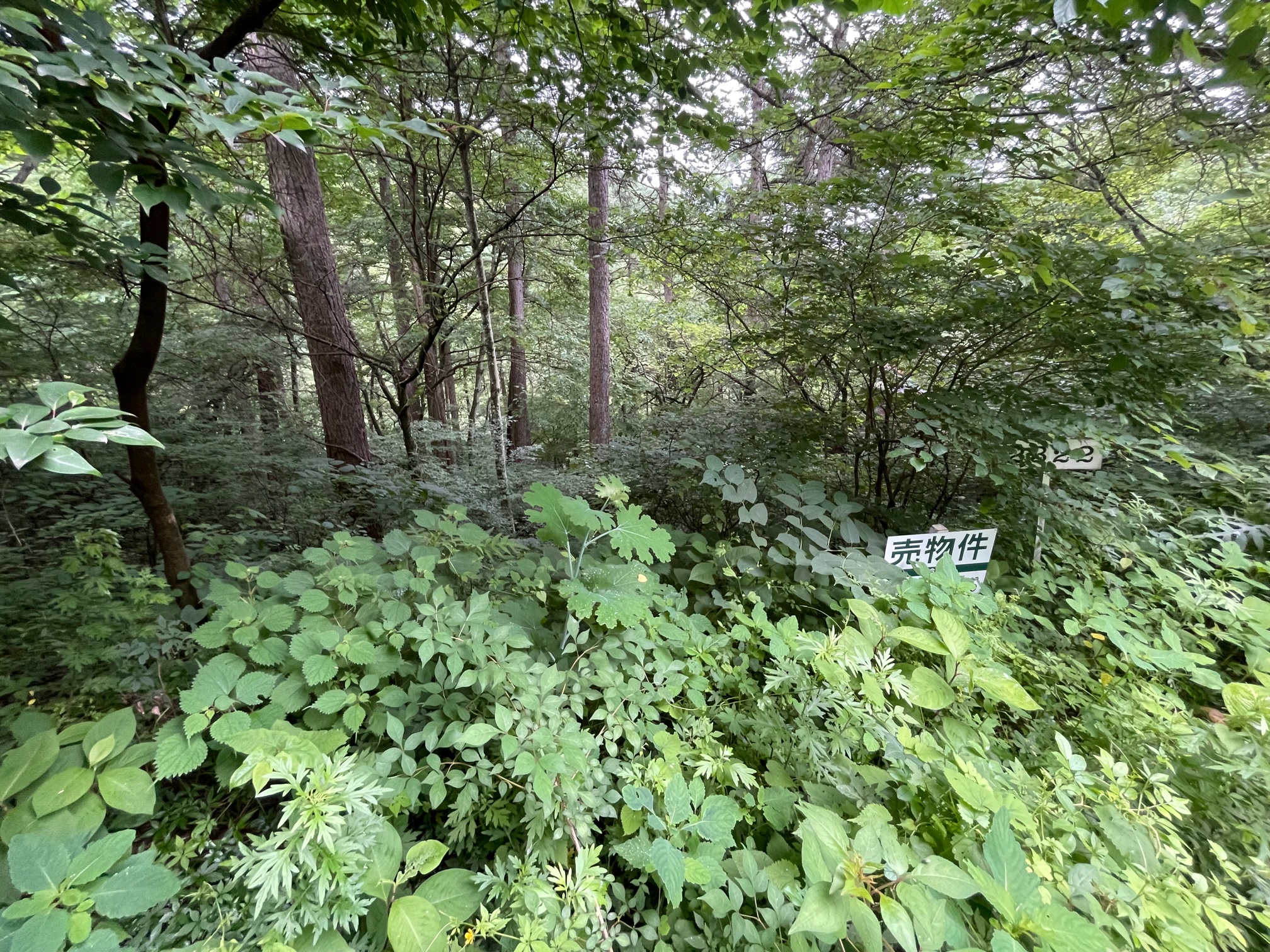 【売土地】人気別荘地「三井の森」内！離山借景を望む緑豊かな隠れ家エリア